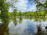 Firehouse Wetland Mitigation