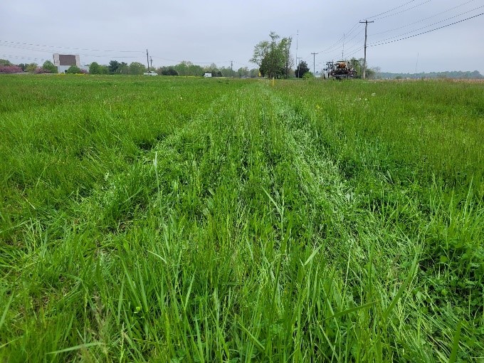 Queen Anne’s County pollinator habitat seeded in April 2024