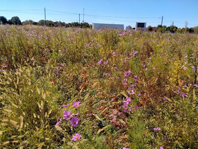 (Queen Anne’s County pollinator habitat in October 2024 – SHA image