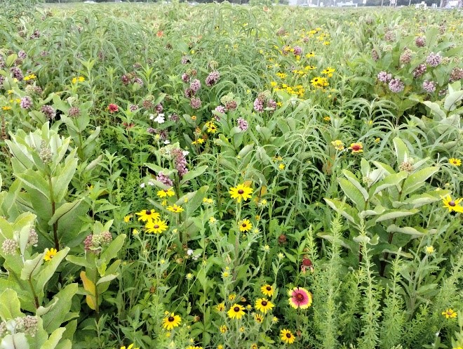 Queen Anne’s County pollinator habitat in June 2025