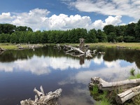 Smith Farm Wetland Mitigation Site