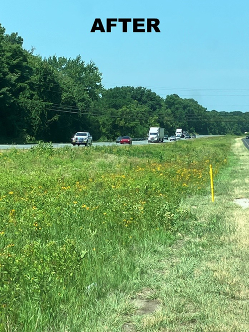 conservation landscaping after photos