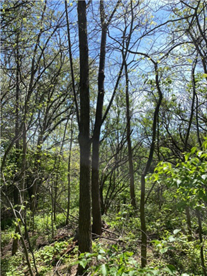 SHA Forest Planting BMP site