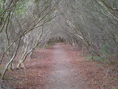 Assateague Trail
