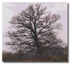Security White Oak without leaves