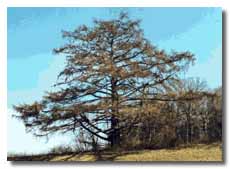 European Larch without leaves